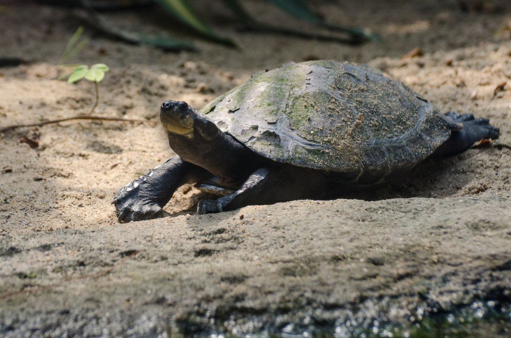 Arrau (Turtles and Tortoises of Colombia) · iNaturalist