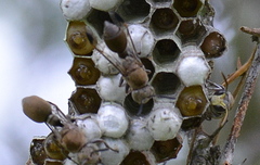 Ropalidia nigrofemorata