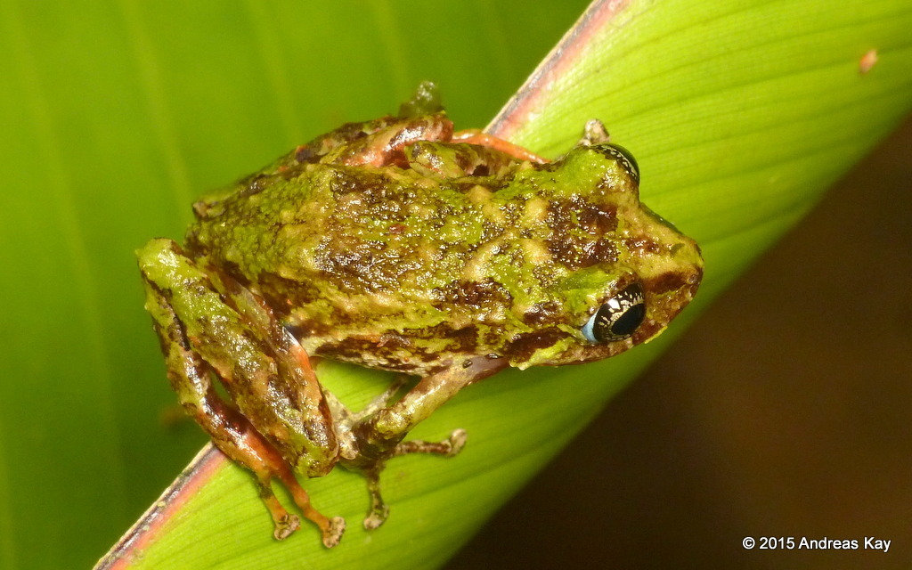 Puyo Robber Frog