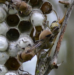 Ropalidia nigrofemorata