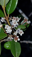 Ceanothus megacarpus insularis