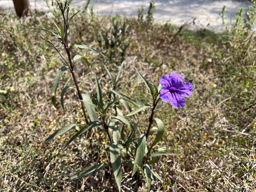 Ruellia simplex