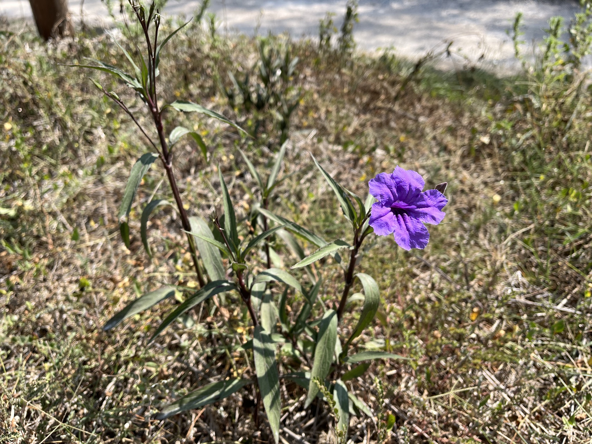 Petunia mexicana (Ruellia simplex): origen y usos — foto 3