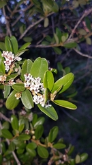 Ceanothus megacarpus insularis