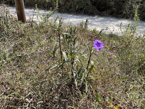 Ruellia simplex