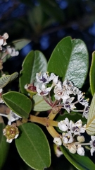Ceanothus megacarpus insularis