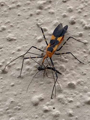 Milkweed assassin bug