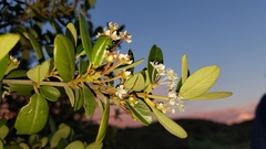 Ceanothus megacarpus insularis