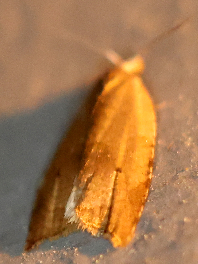Batman Moth from Shepard Settlement, Onondaga County, NY, USA on ...