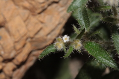 Johnstonella racemosa