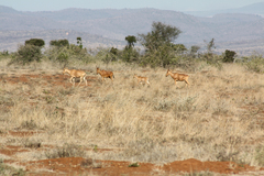 Alcelaphus buselaphus lelwel