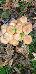 Desarmillaria caespitosa image