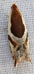 Ancylis columbiana