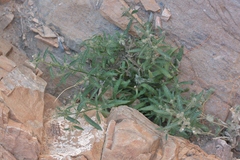 Johnstonella racemosa