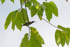 Meyer's Friarbird photo 1