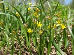 Gagea granulosa