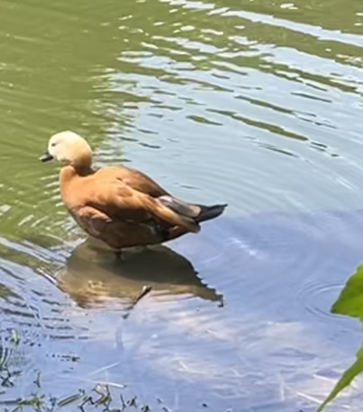 Ruddy Shelduck