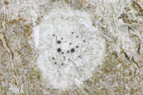 Lecania naegelii image
