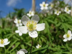 Anemonoides caerulea