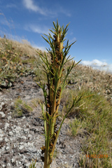 Aciphylla hookeri