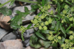 Lepidium lasiocarpum