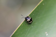 Gallerucida bifasciata