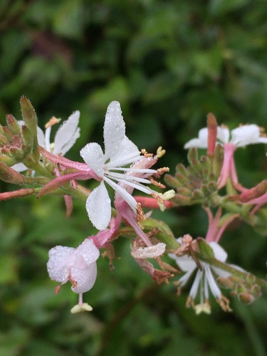 Gaura biennis iNat (3)