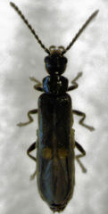 Malthodes pumilus