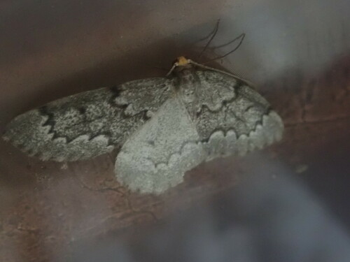 False Hemlock Looper Moth photo 5