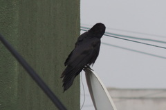 Corvus macrorhynchos culminatus