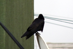 Corvus macrorhynchos culminatus