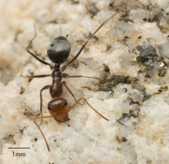 Myrmecocystus