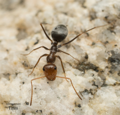 Myrmecocystus