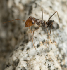 Myrmecocystus