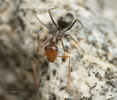 Myrmecocystus