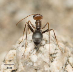 Myrmecocystus