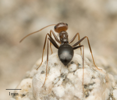 Myrmecocystus