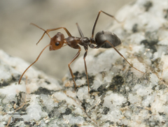 Myrmecocystus