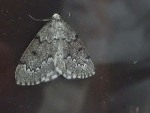 False Hemlock Looper Moth photo 4