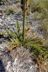 Aciphylla hookeri