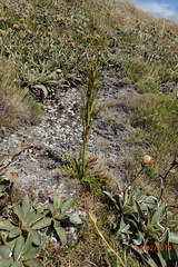 Aciphylla hookeri
