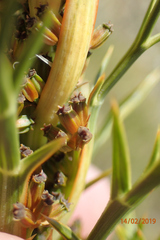 Aciphylla hookeri