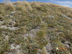 Aciphylla hookeri