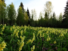 Corydalis bracteata