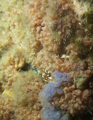 Stolonica australis