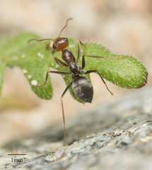 Myrmecocystus