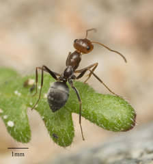 Myrmecocystus