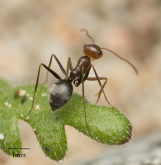 Myrmecocystus