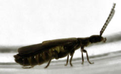 Malthodes pumilus