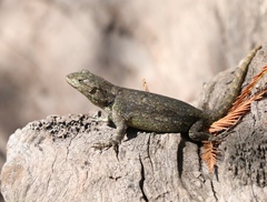 Sceloporus grammicus